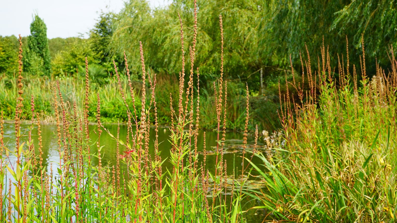 Serene Giverny pond surrounded by lush plants and trees