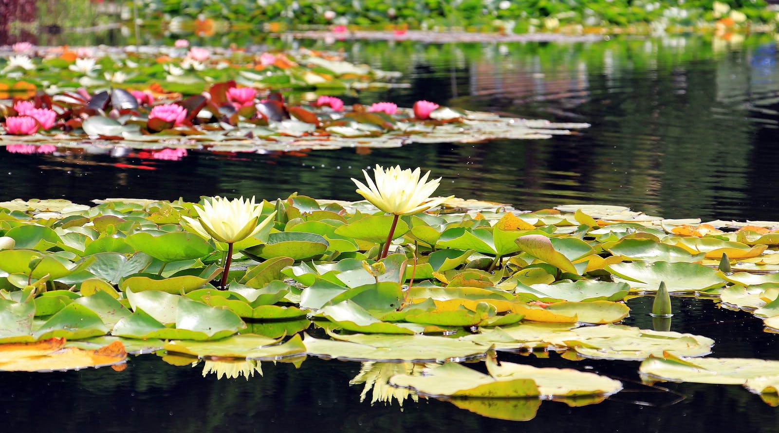 Water lilies in full bloom on a tranquil pond at Giverny