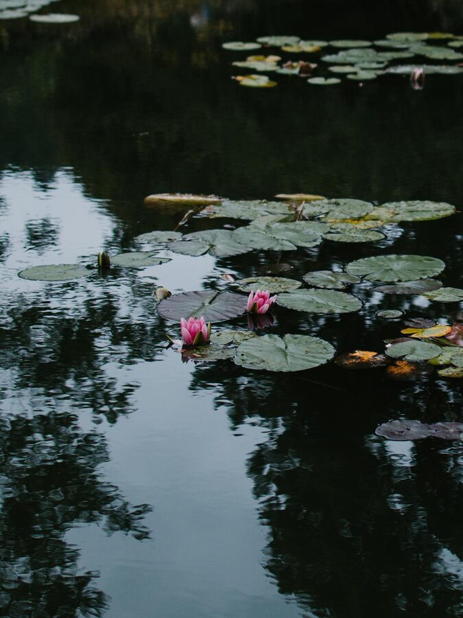 Water lilies on a tranquil pond in Giverny France