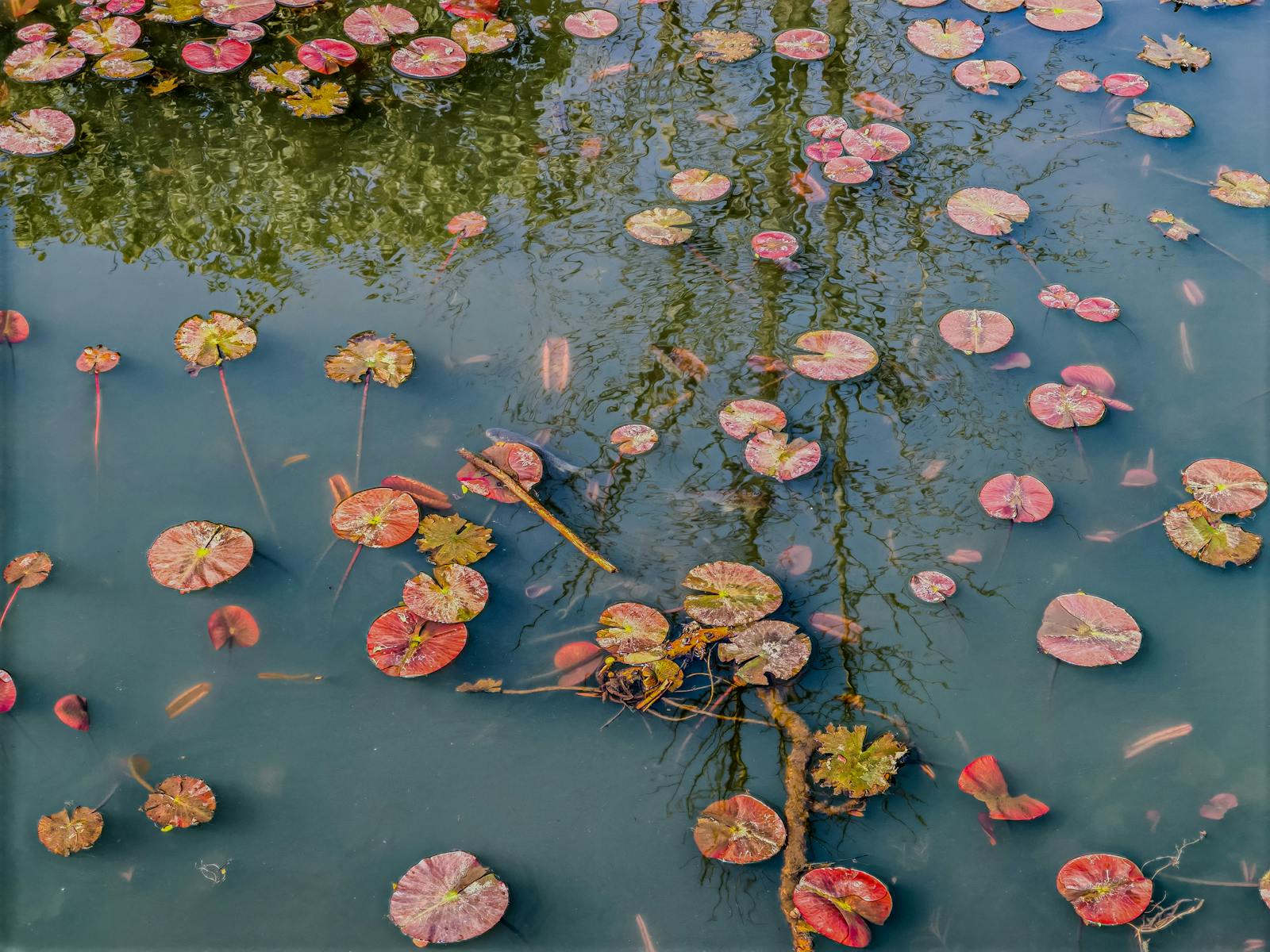 Blooming water lilies floating on a tranquil pond at Giverny Monet gardens