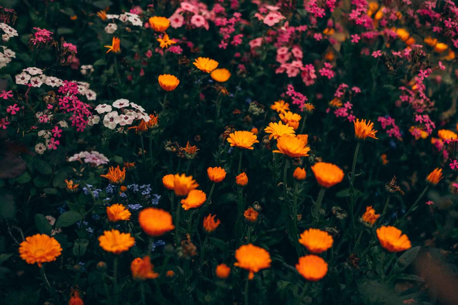 Colorful wildflowers displayed in a lush Giverny garden setting