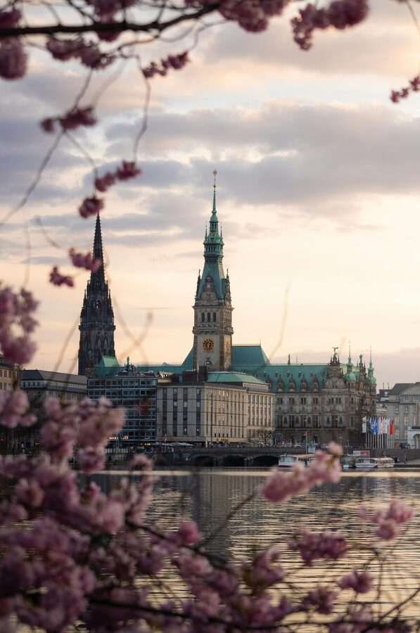 Hamburg City Hall framed by cherry blossoms