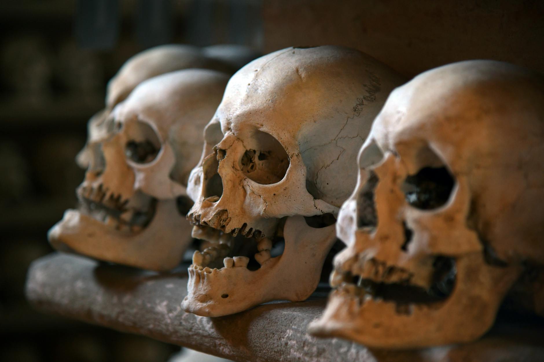 Several human skulls lined up in an ossuary environment