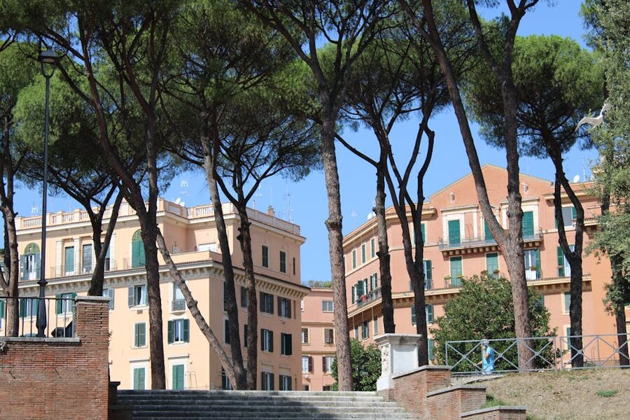 Italian umbrella pines towering over Rome