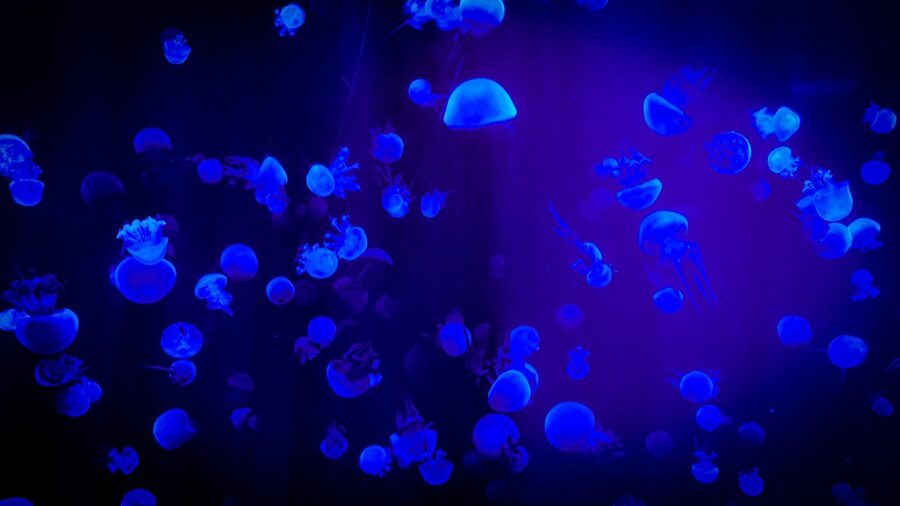 Jellyfish glowing in neon blue light in an aquarium