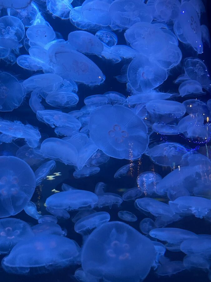 Illuminated jellyfish swimming in a dark aquarium tank