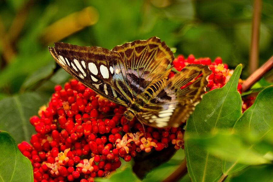 Butterfly at Mainau Lake Constance