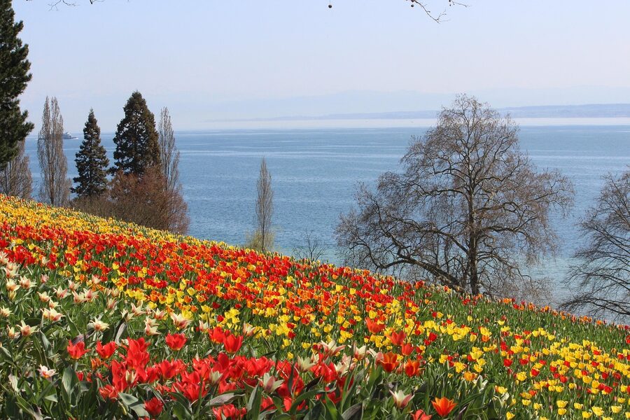 Tulip flowers on Mainau spring