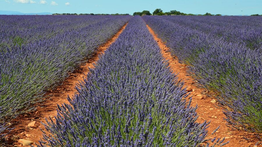 Lavender fields stretching across the Valensole plateau landscape in Provence