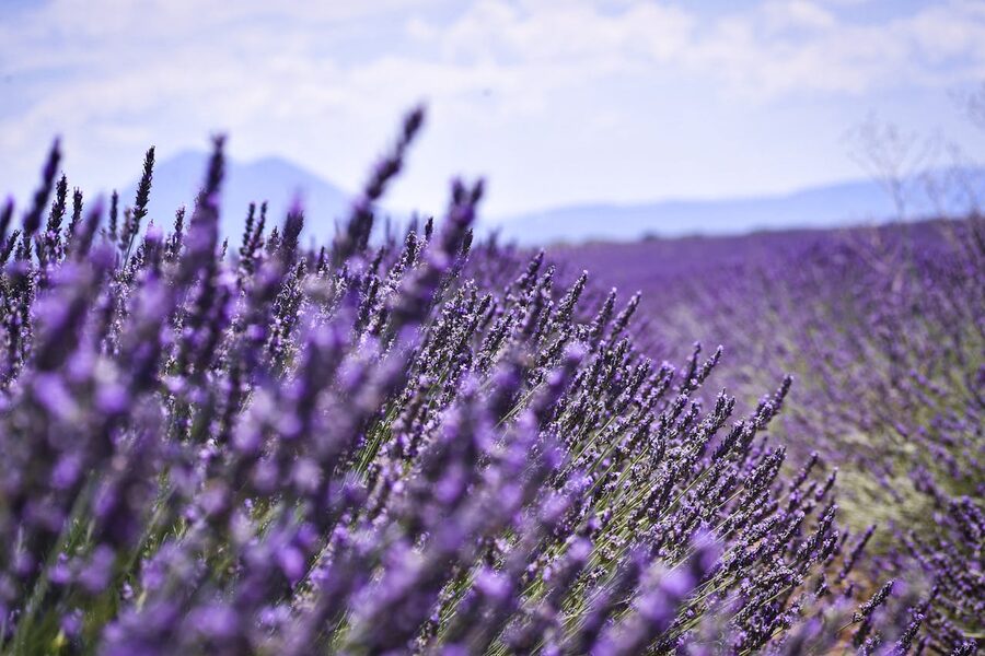 Lavender field in full bloom at Valensole plateau Provence France