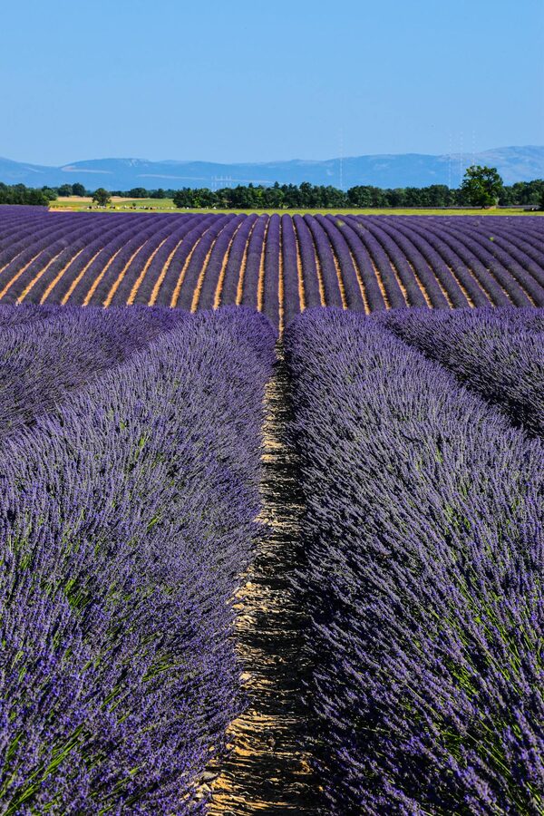 Even rows of lavender in full bloom during summer in Provence France