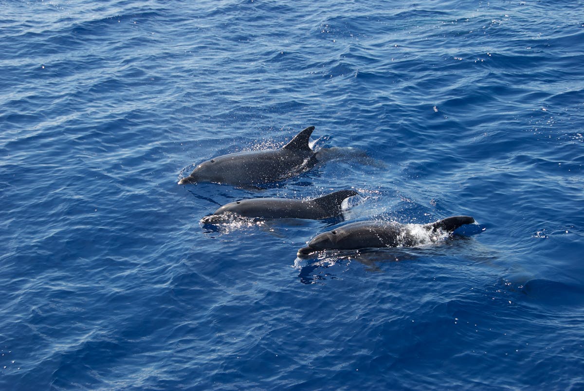 Dolphins swimming in the blue Atlantic Ocean near Portugal