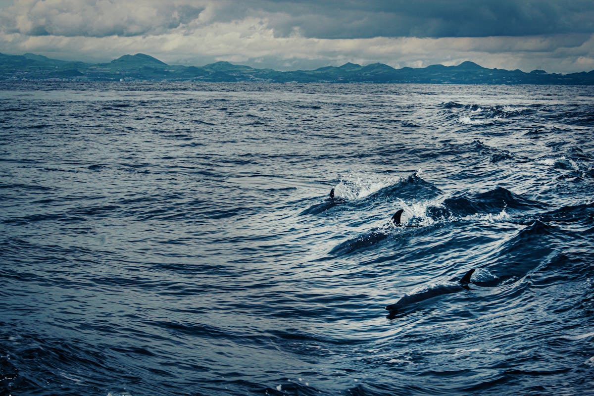 Dolphins swimming in Atlantic waves off the Portuguese coast