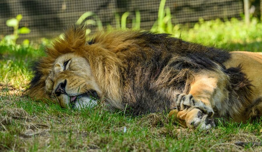 Lion sleeping on grass
