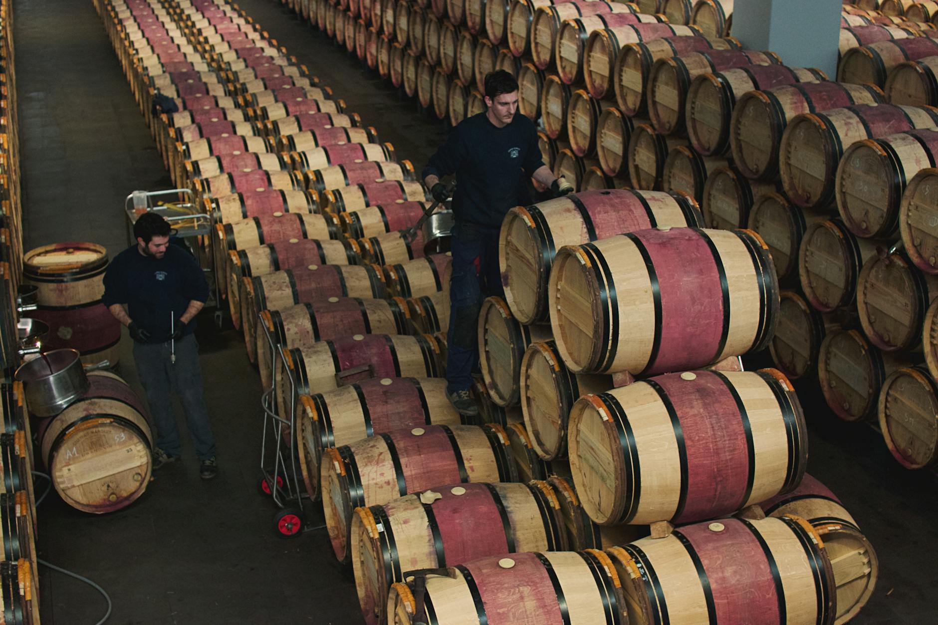 Workers managing oak barrels in a Margaux wine cellar