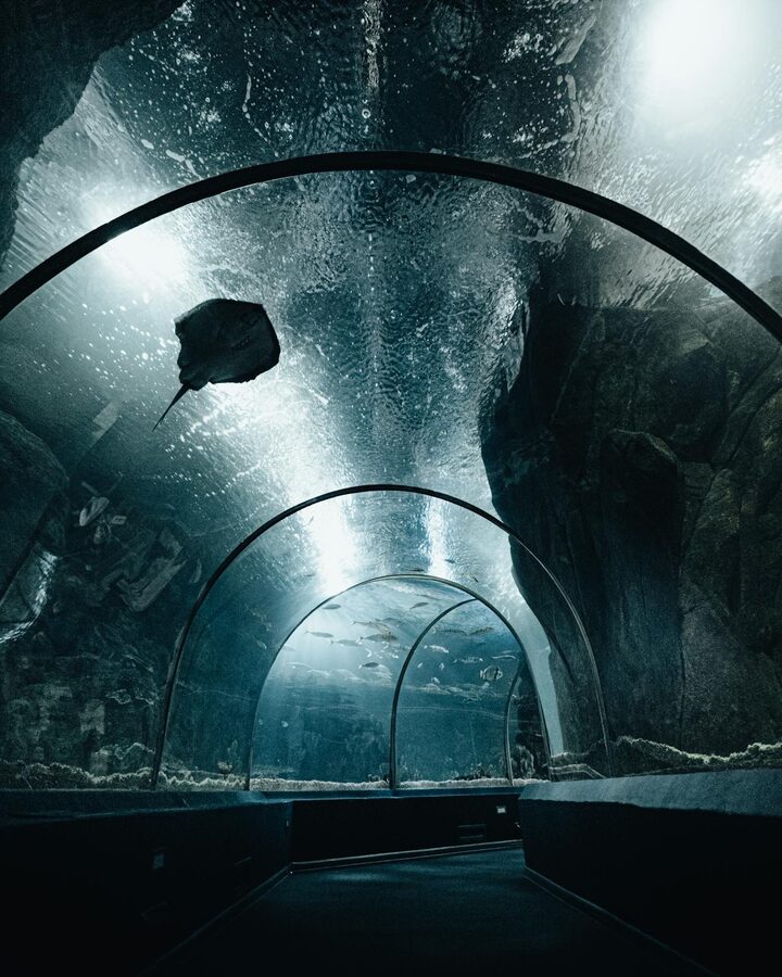 Diverse marine life viewed through an underwater aquarium tunnel