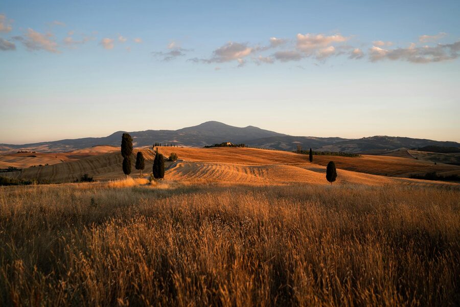 Montalcino golden fields at sunset with cypress trees