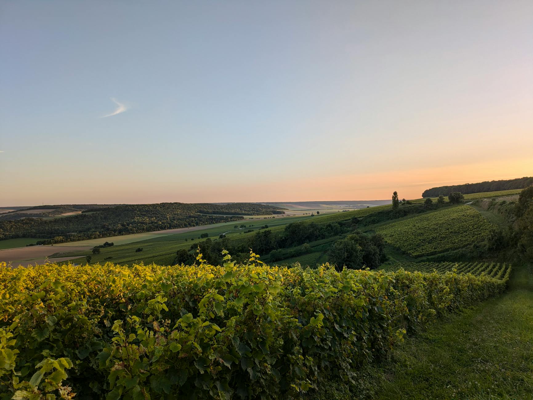 Vineyards at sunset in Montgueux, France