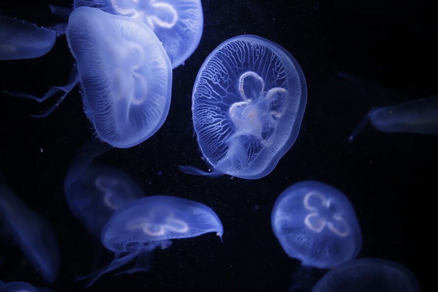 Illuminated moon jellyfish in an aquarium setting