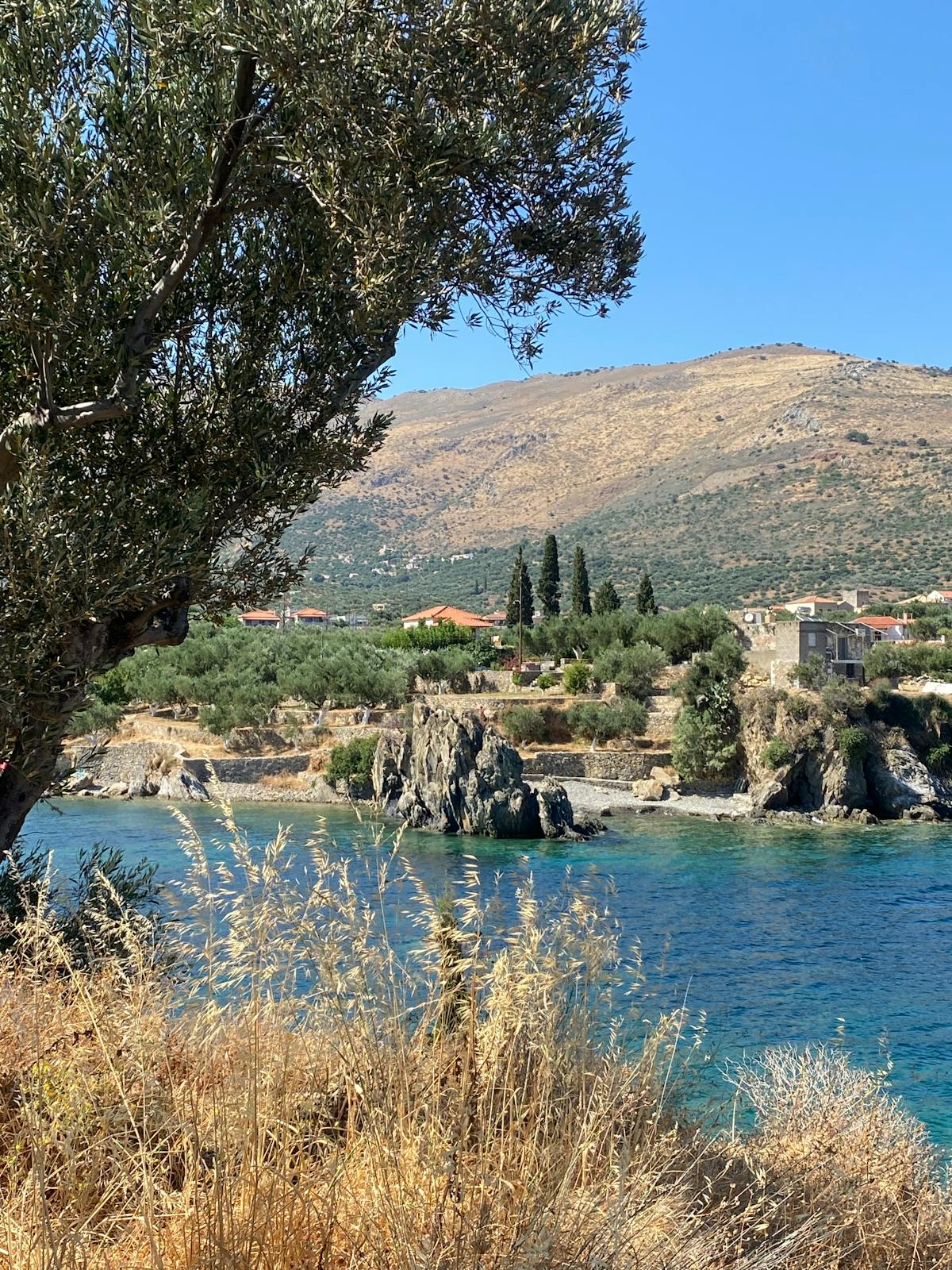 Olive groves lining the Peloponnese coastline with turquoise waters in the distance