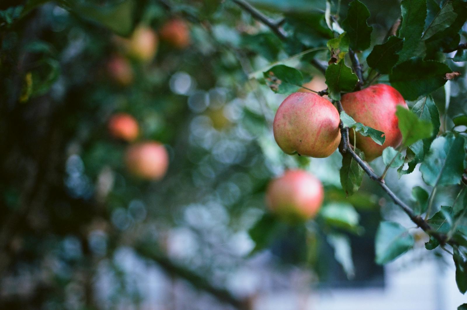Ripe red apples hanging on tree branches in a Normandy orchard