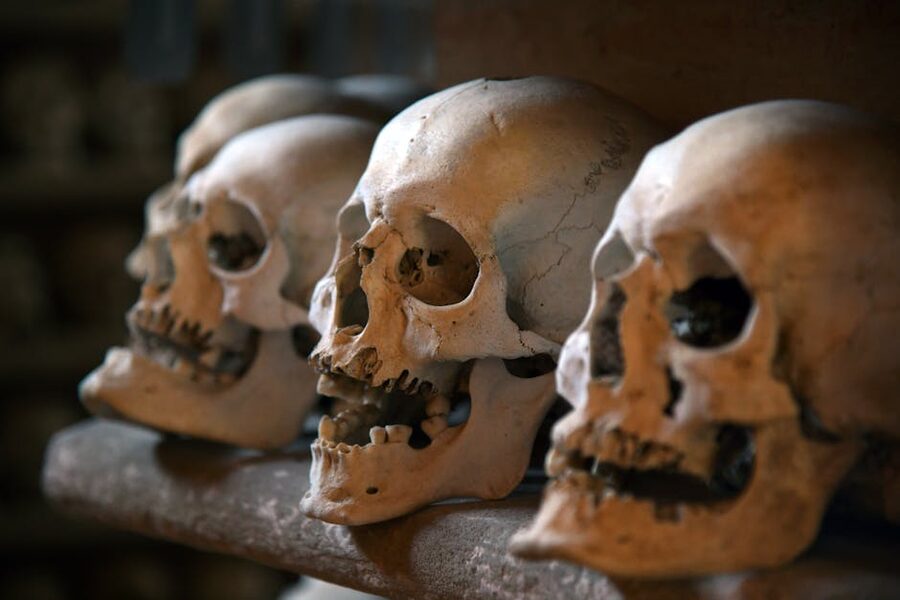 Row of skulls on ossuary shelf