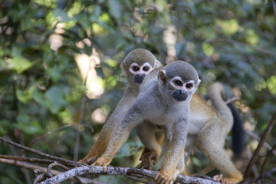 Squirrel monkeys exploring branches