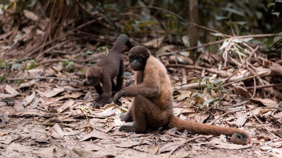 Brown woolly monkeys on forest floor