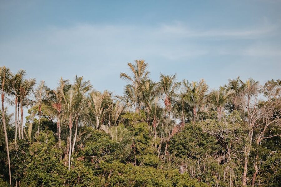 Dense palm trees Amazon canopy