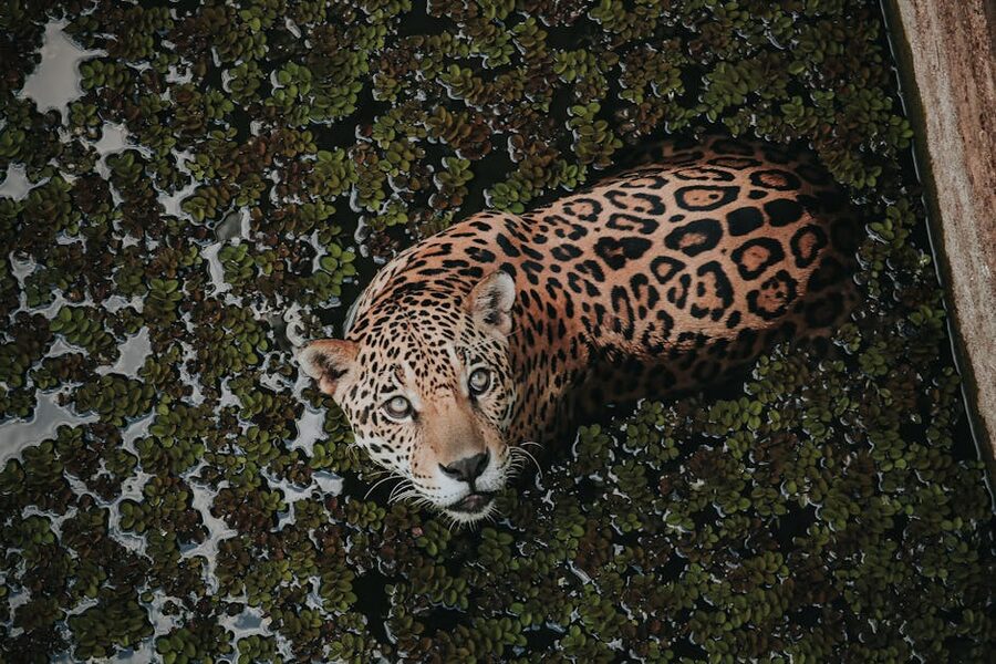Jaguar swimming among water plants