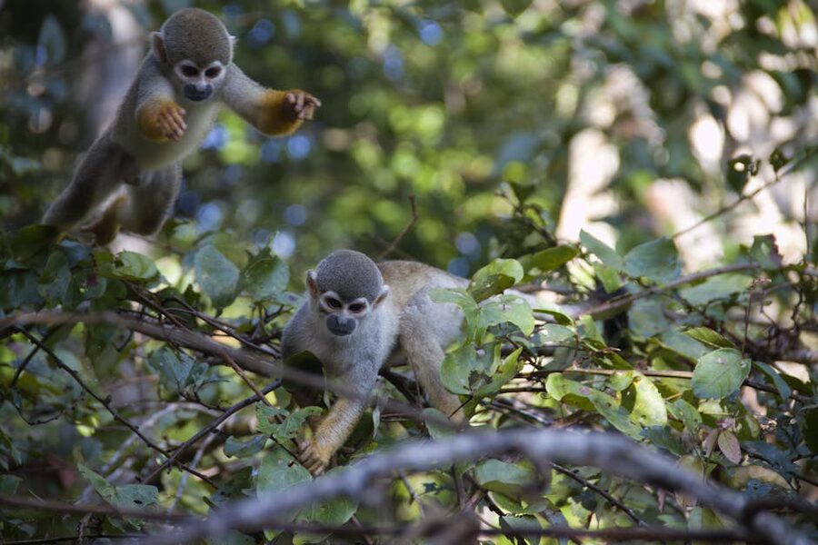 Two squirrel monkeys interact greenery