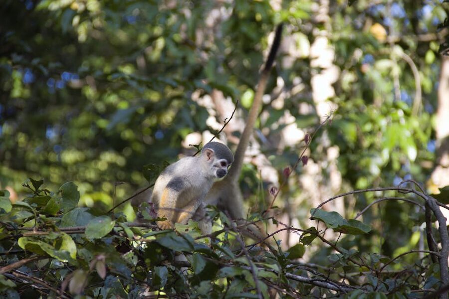 Squirrel monkey in Amazon rainforest