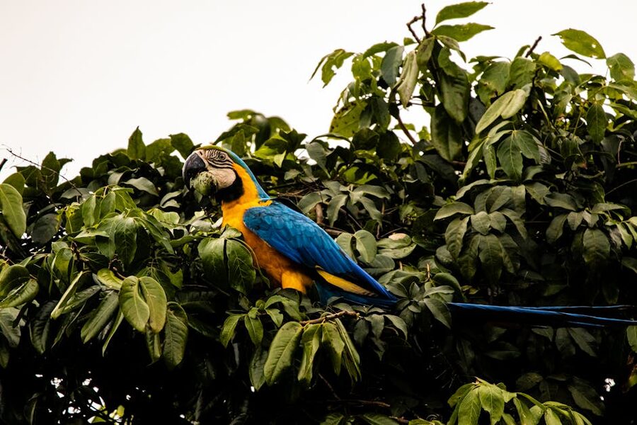 Blue and yellow macaw perched in dense vegetation