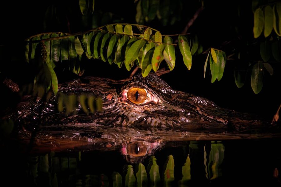 Caiman eye Amazon rainforest