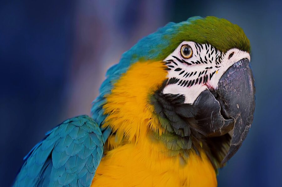 Macaw colorful bird Amazon wildlife