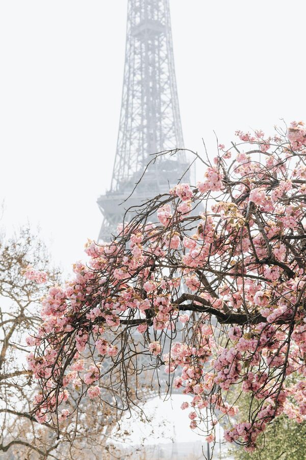 Cherry blossoms with Eiffel Tower in Paris