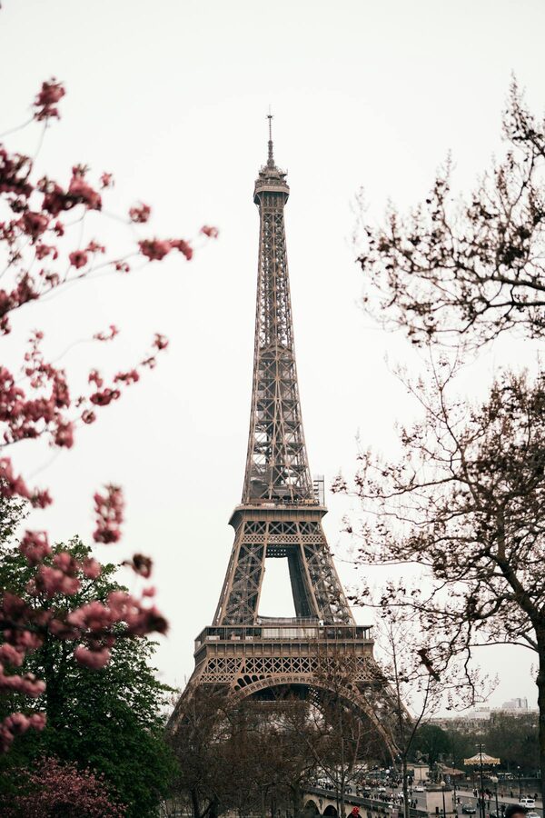 Cherry blossom trees with Eiffel Tower Paris