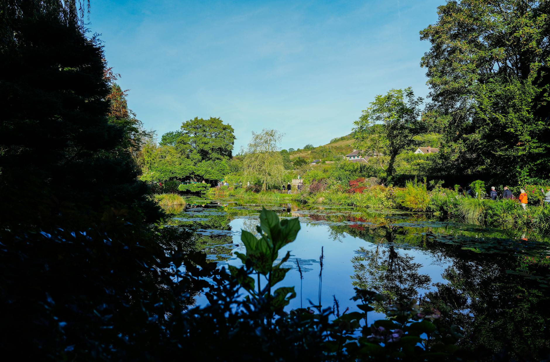 Peaceful garden pond with reflection of greenery