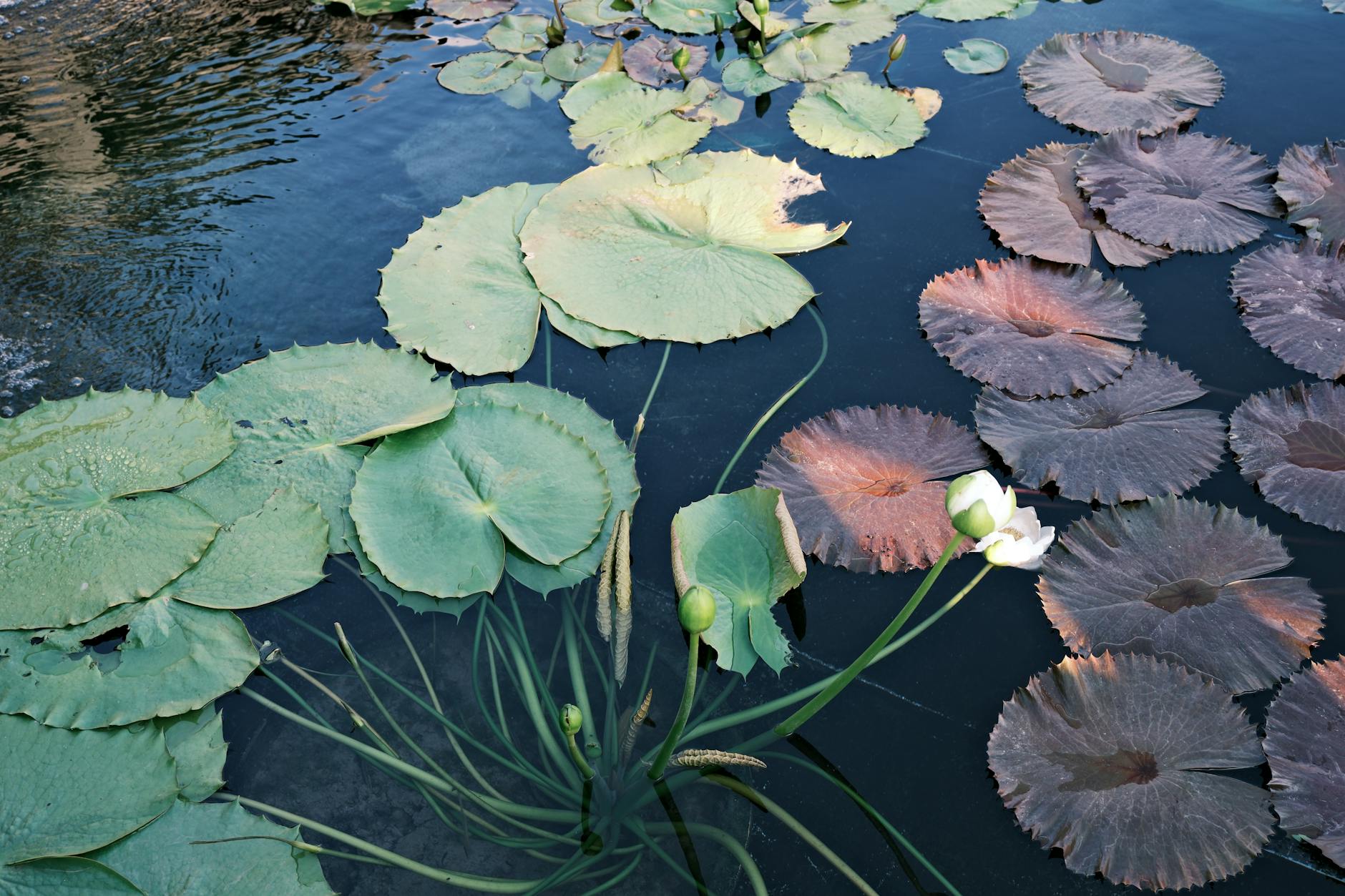 Peaceful pond with water lilies and green leaves