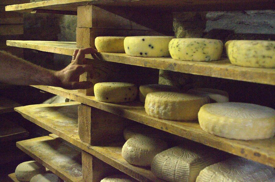 Pecorino cheese wheels maturing on wooden shelves in Italy
