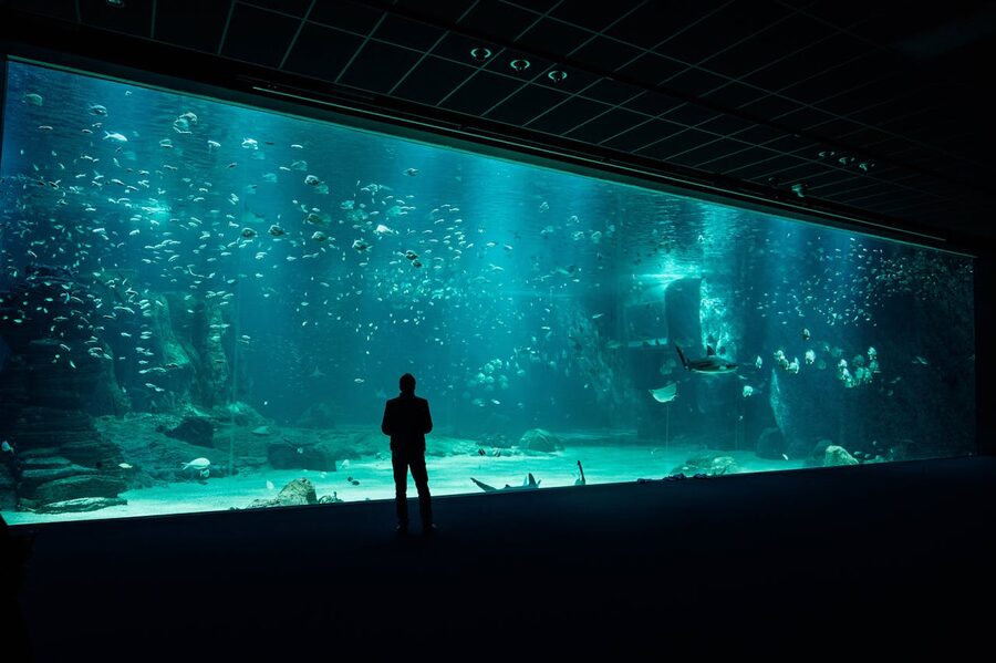 Person viewing a large aquarium tank with diverse marine life