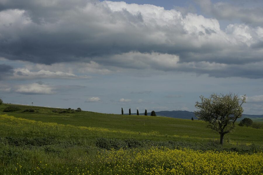 Pienza fields with a lone tree in summer Tuscany