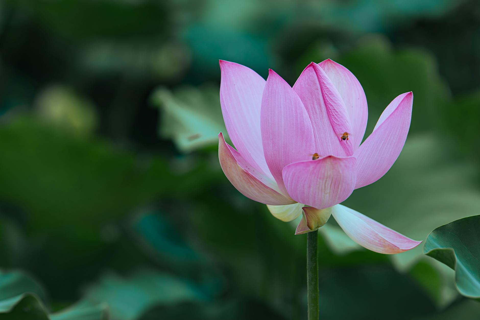 Pink lotus flower close-up in a Giverny garden bed