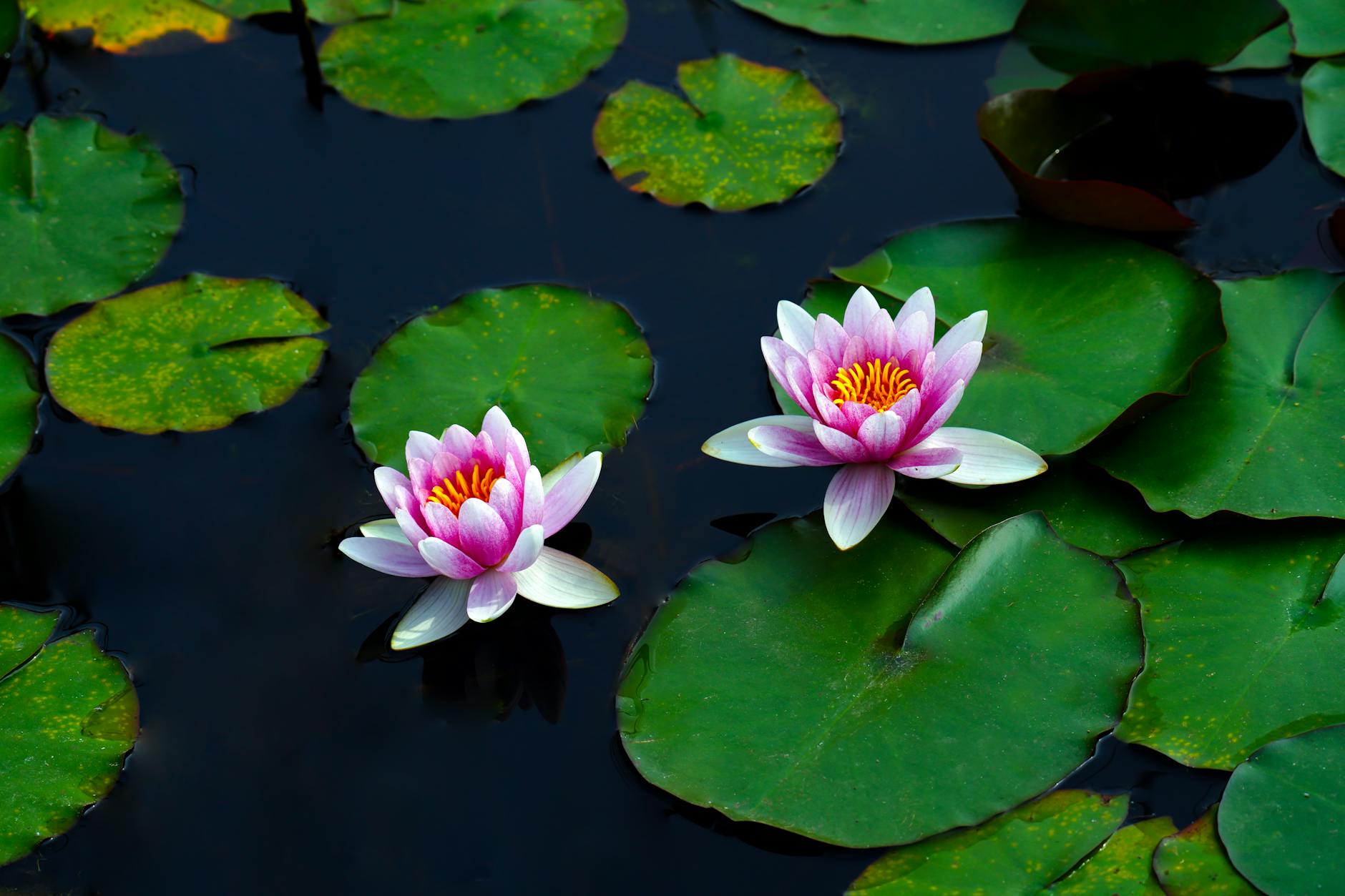 Pink water lilies blooming on a calm pond at Giverny