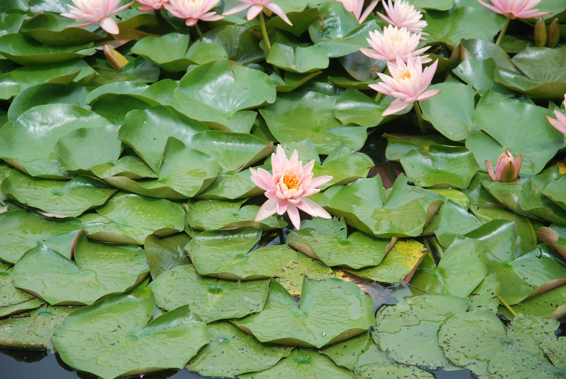 Pink water lilies among green lily pads in a pond