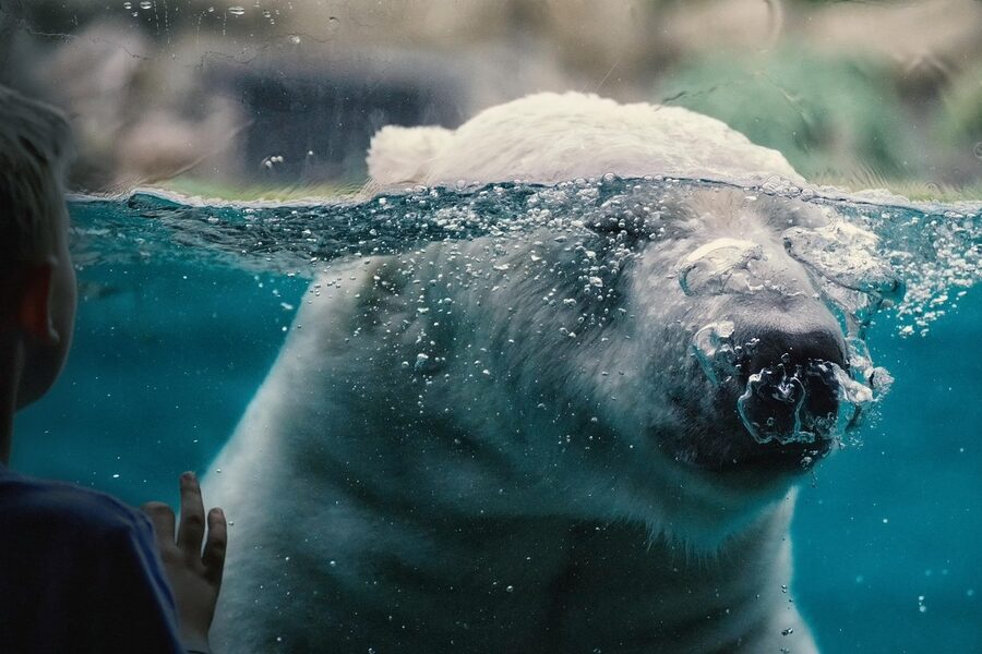 Polar bear in zoo