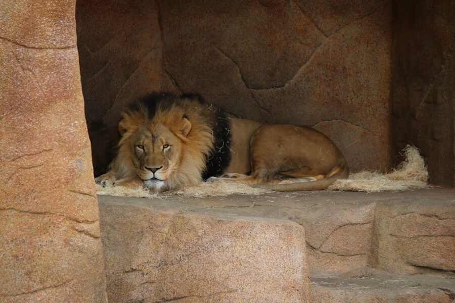Lion in rocky zoo enclosure