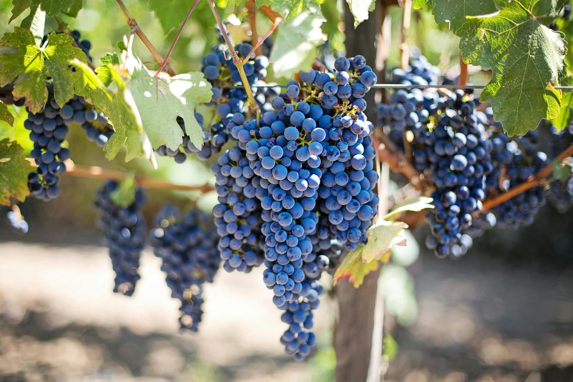 Purple grapes on a vineyard vine