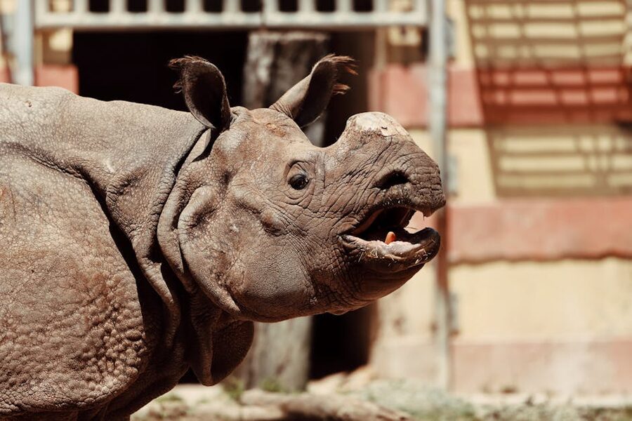 Rhinoceros close-up at zoo