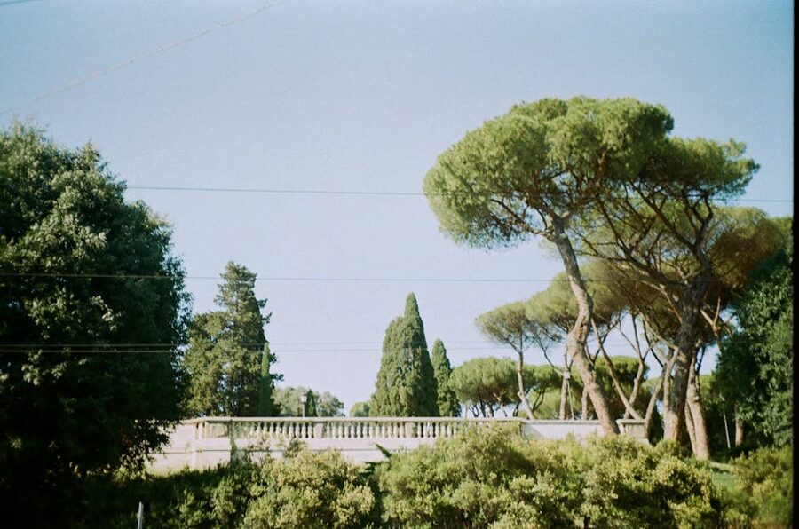 Rome park Italian stone pines
